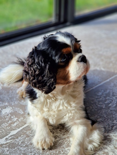 Sammy