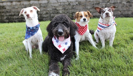 Charlie, Murphy, Cali and Louie 