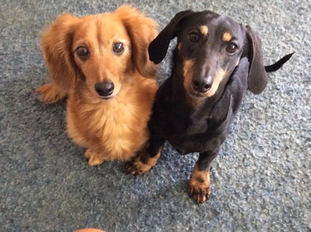 Gracie (red)  Murray (black/tan)