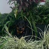 Entry image for Zora