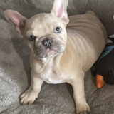 Entry image for Zeus