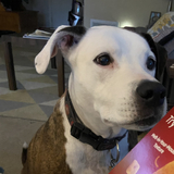 Entry image for Rosie