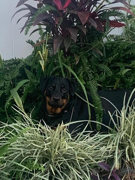 Entry image for Zora. Clicking this image will show a larger photo