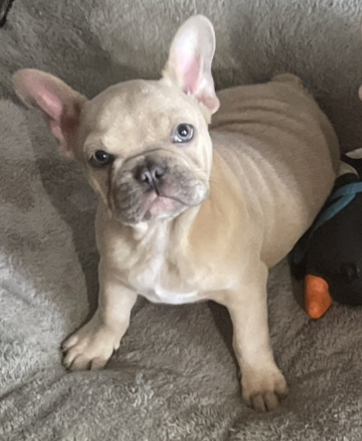 Entry image for Zeus. Clicking this image will show a larger photo