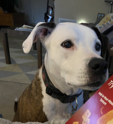 Entry image for Rosie. Clicking this image will show a larger photo