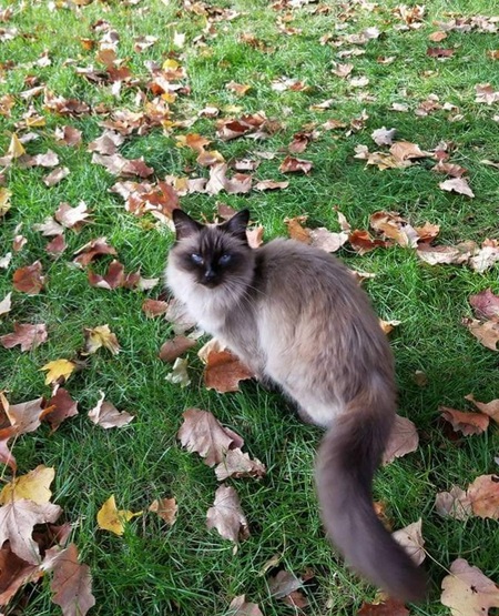 Mia