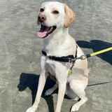 Entry image for Baron