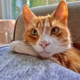 Entry image for Oliver