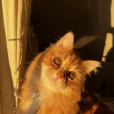 Entry image for Bean