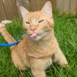 Entry image for Fish