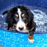 Entry image for Sherlock