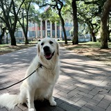 Entry image for Ibbie Brown