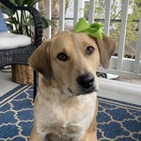 Entry image for Lucy