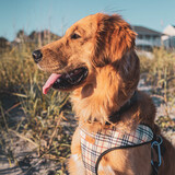 Entry image for Wesson