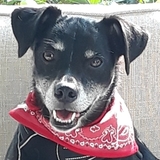 Entry image for Cowboy