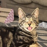 Entry image for Toph Beifong