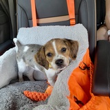 Entry image for Knox