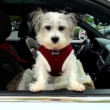 Entry image for Sophie 