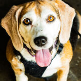 Entry image for Bailey