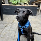 Entry image for Asher