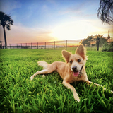 Entry image for Charley