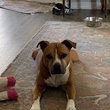 Entry image for Lady