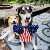 Entry image for Wylie