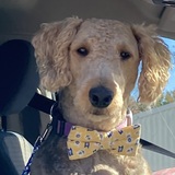 Entry image for Zelda