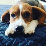 Entry image for Leia