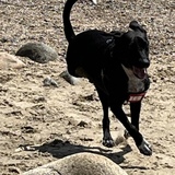 Entry image for Mingo