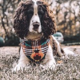 Entry image for Pacey