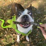 Entry image for Beaver