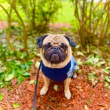 Entry image for Sir Stanley Cup aka Stanley