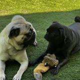 Entry image for Lemon Liu and Jello Man Fu