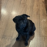 Entry image for Murphy 