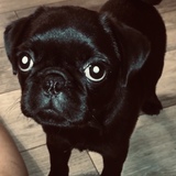 Entry image for Lemon Liu