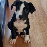 Entry image for Loki