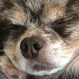 Entry image for FurBabyChip