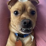 Entry image for Buddy