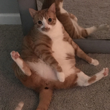 Entry image for Fergus