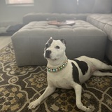 Entry image for Olivia Benson 