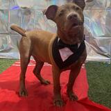 Entry image for Hooch