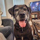 Entry image for Layla