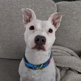 Entry image for Pearl