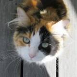 Entry image for Serenity 