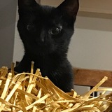 Entry image for Courtenay