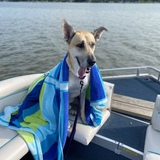 Entry image for Scooby