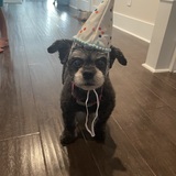 Entry image for Zoey