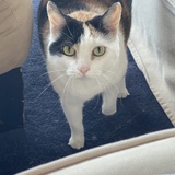 Entry image for Saffy