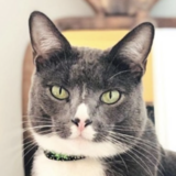 Entry image for Bing